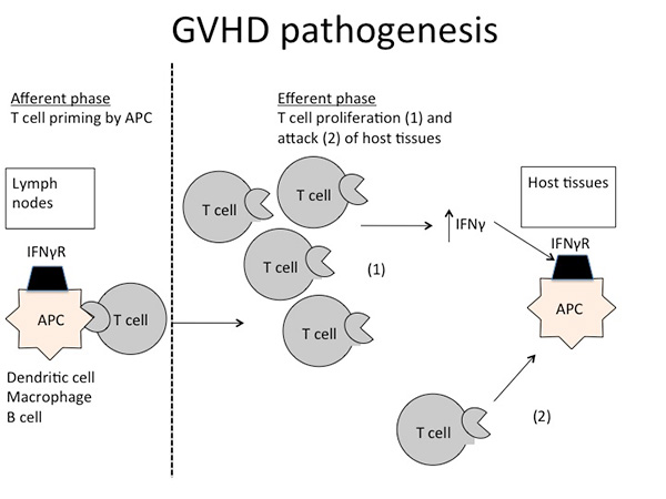 GVHD Pathogenesis