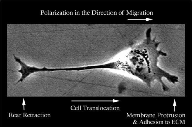 Cell Translocation